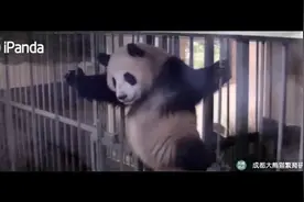【有趣！熊猫版孤勇者MV太可爱了】“都，是勇敢的视频封面