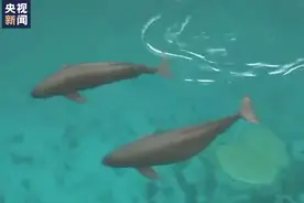 【#首次公开长江江豚福久生宝宝全过程#！】时而下潜水底视频封面