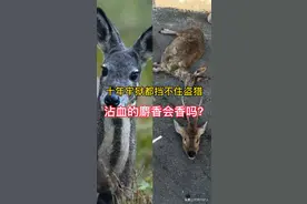 麝香的来源视频封面