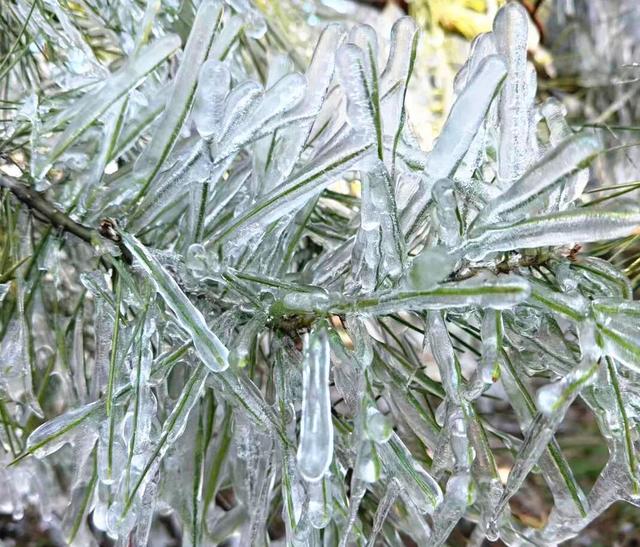 快看！昨顺义这地方惊现冰凌挂枝美景！