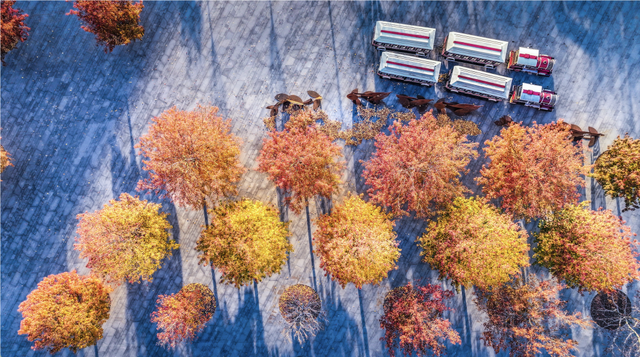 上海顶级秋景！藏着传统中国色→