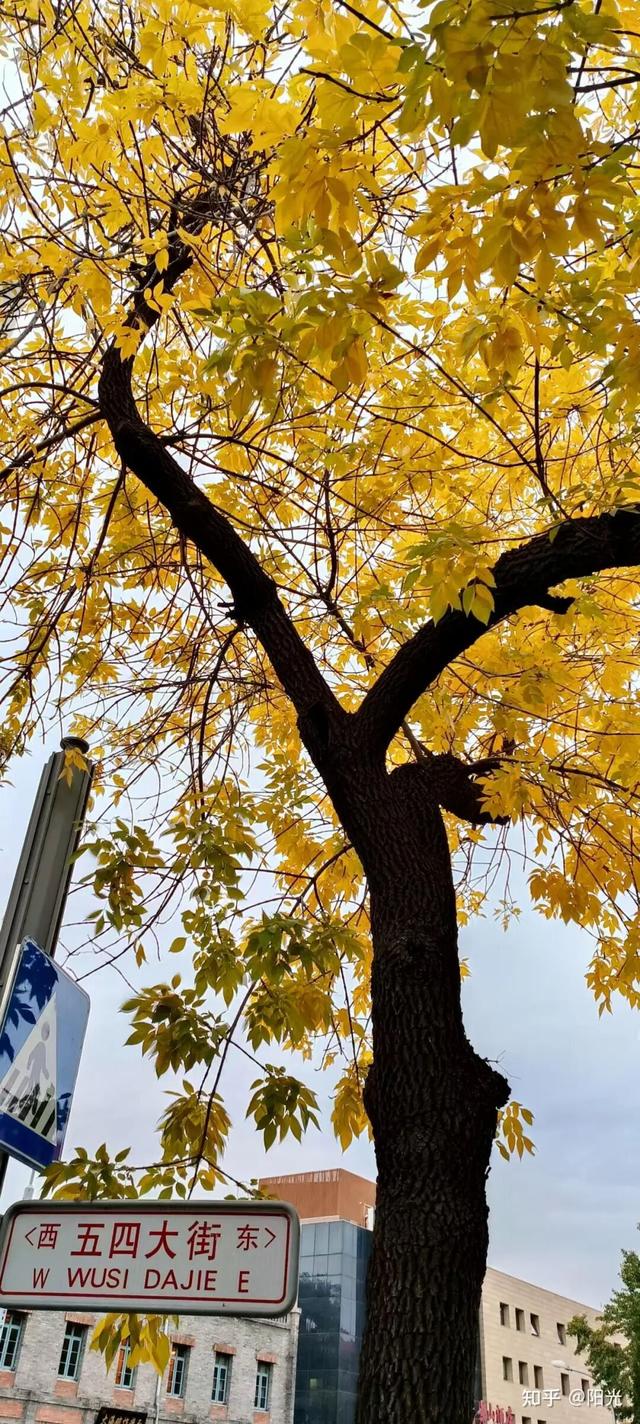 如何描述“北京的秋”？这是一期有温度的推送……