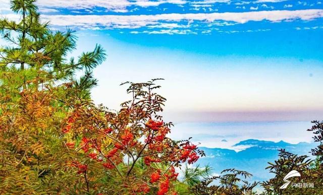 组图丨秋日登高 看泰山花楸染红岱顶