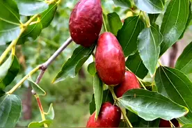 宁夏灵武：长枣飘香图片