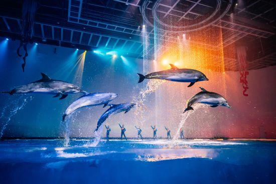 上海海昌海洋公园国庆火爆 最长节目单成吸客法宝