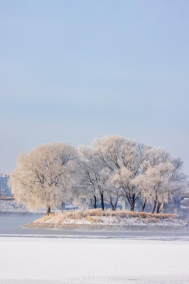 冬日画卷！吉林绝美雾凇上线