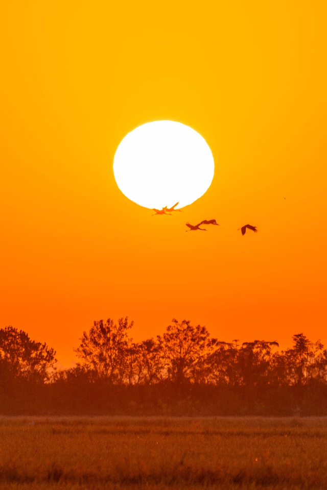 元旦去哪儿？来江西，赴一场候鸟之约