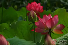 【高清组图】云南腾冲：荷花绽放 美在当“夏”图片