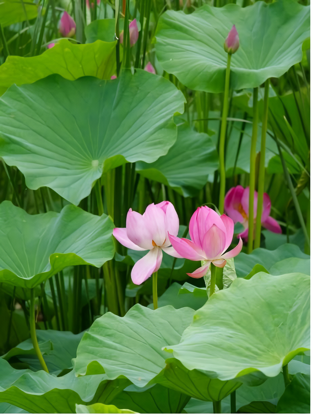 荷香四溢，共赏北京河湖之美