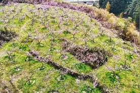 春色满园 果花飘香！这个传统村落迎来最美花季图片