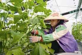 新春走基层丨科技赋能菜园子 “石头”上面长黄瓜图片