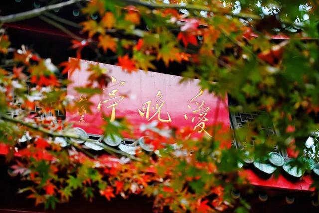 出片率100%！长沙即将进入最佳观赏期