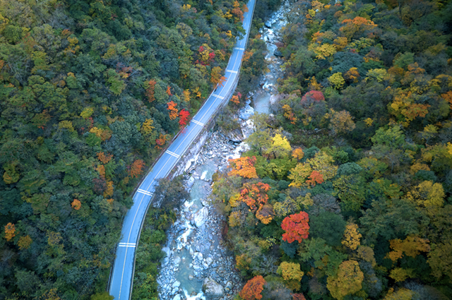 青睐绵阳 ‖ 红透了！周末去平武，沿着“百里彩林走廊”看一场雪山彩林“大片”~