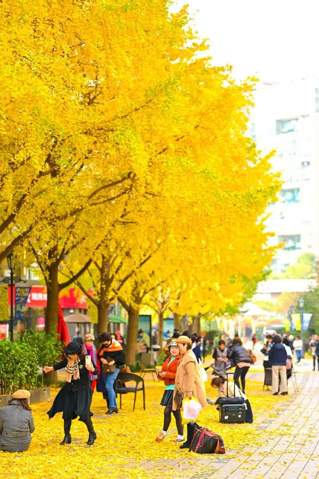 “杏”定美景来袭！黄金城道银杏艺术节四大主题活动抢先看→