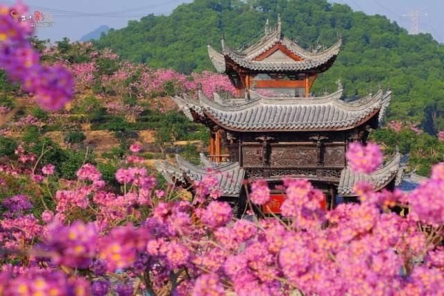 就现在，靓爆镜！免费赏！江门超浪漫粉色花海上新