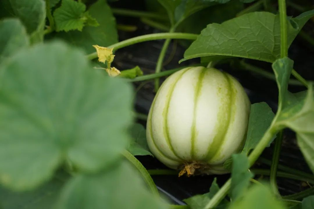 何须远行？亭林就藏着一条宝藏路线…