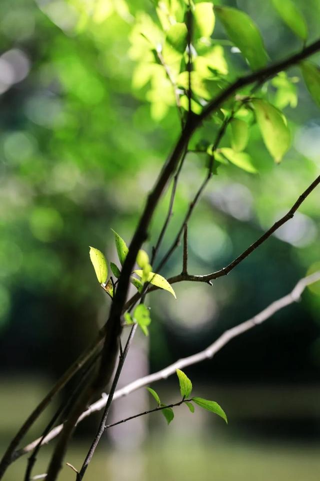 桐乡这家打铁铺生意太红火啦！为了方便客户，干脆挖了一条河浜。这个村13条河浜，前世今生都有故事｜重走渐远的老村落