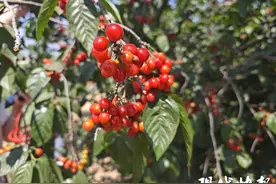 徐州丰县古樱桃树园成为游客打卡地图片