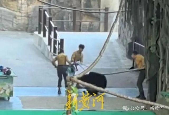杭州市富阳区对杭州野生动物园“黑熊事件”作出处理：黑熊表演永久性停止、驯养员停职转岗