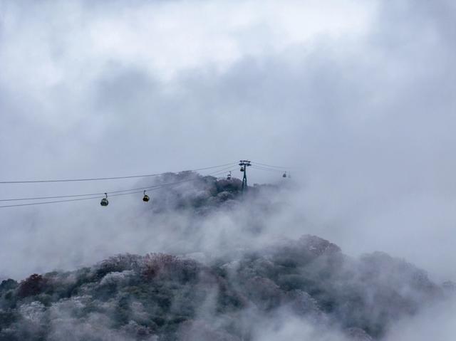 美出天际！梵净山雾凇与云海同框