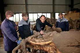 开屏人物｜张关保：从“草根艺人”到木雕大师的蝶变图片