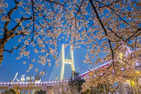 上海：“樱花车站”夜樱绚烂图片