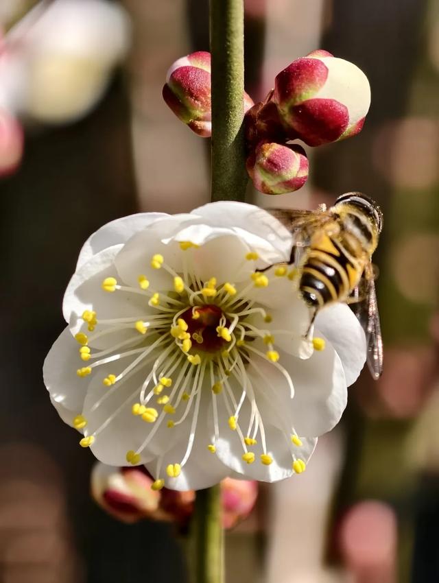 冬樱花、梅花、郁金香、虞美人......昆明最全赏花攻略请查收