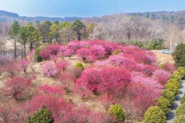 南京两大景区官宣：免费开放