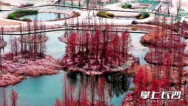 雪落大泽湖 湿地绘新卷｜组图