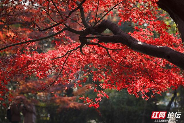 散文丨盛敏：途中四季