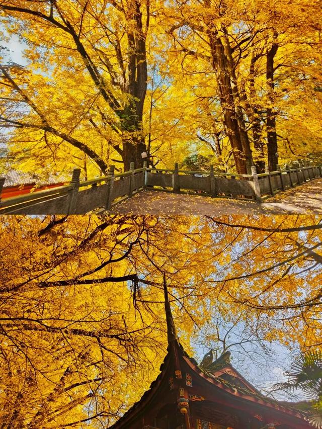 蒙顶山的银杏你不必问，绝对值得一场奔赴！