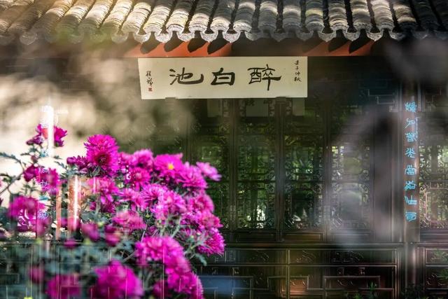 美成壁纸！醉白池菊展进入盛花期