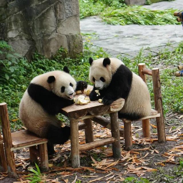 永川现实版“疯狂动物城”，比电影还上头！