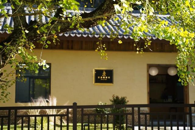 临安，一座被银杏腌入味的城市