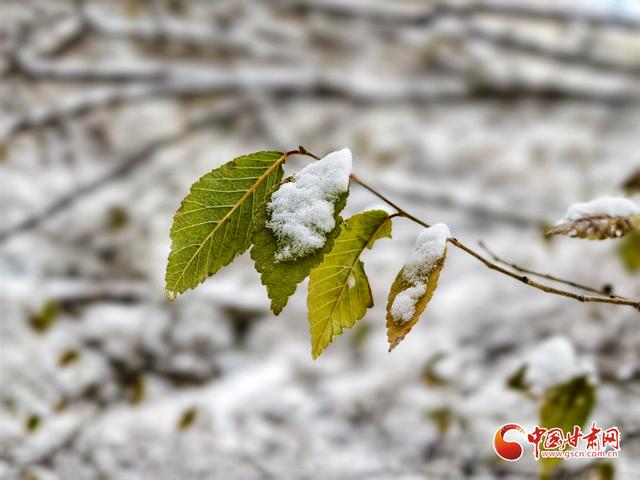 初雪漫兰州：中山桥畔银装展 白塔山下雪意浓