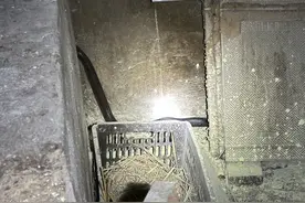 眼镜王蛇深夜“吃鸡”，110摇来119求助图片