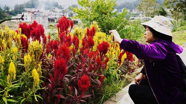 鹤峰：凤尾花点亮庙湾之秋