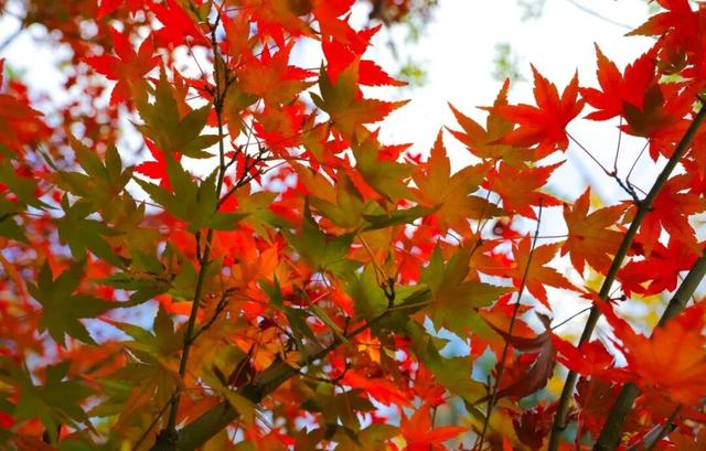 来建宁！去有“枫”的地方