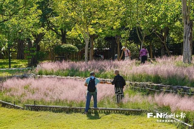 成片粉黛乱子草花海梦幻上线！这些公园火了！