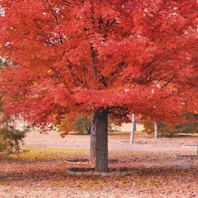 还在凑满减？这里的绝美秋景免费派送中——