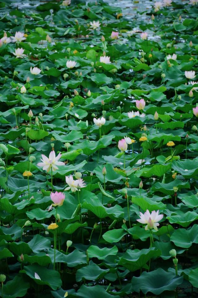 异龙湖骑行，遇见最美日落！这份环湖攻略快收好