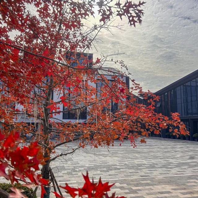 别再等！宝山这里已把秋日色阶拉满