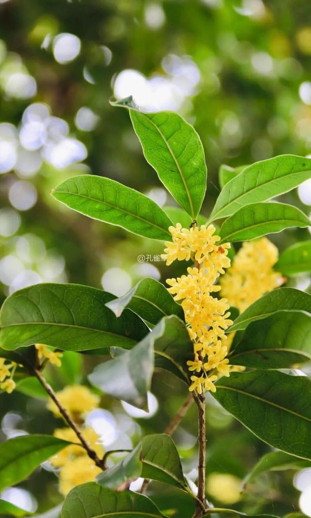 秋日限定“双骄”：从赏到玩转的完整攻略！