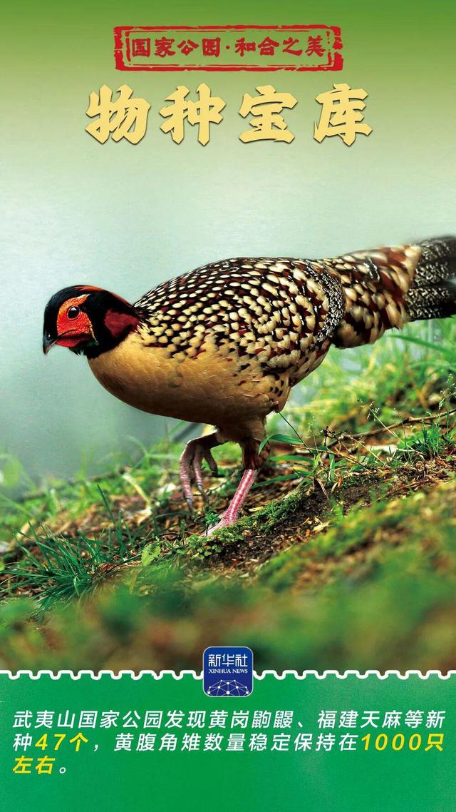 和合之美｜武夷山国家公园：“会呼吸”的诗意乐园