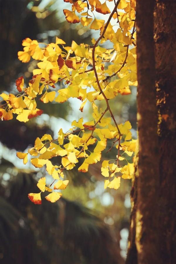 醉美秋色！福州鼓岭迎来“颜值巅峰”期！