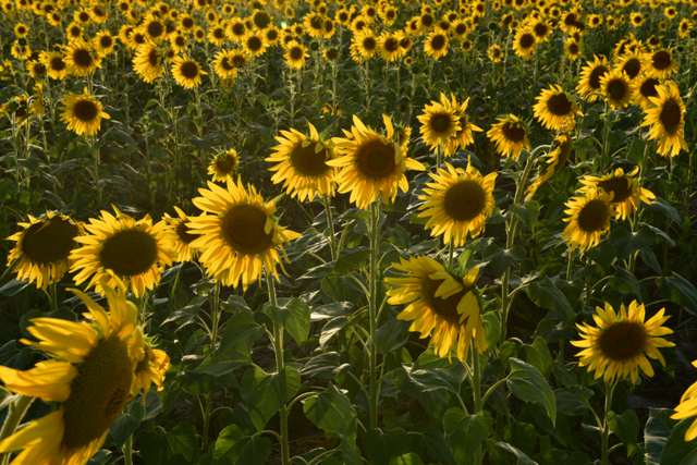 巴彦淖尔这座城，比你想象的更“宝藏”