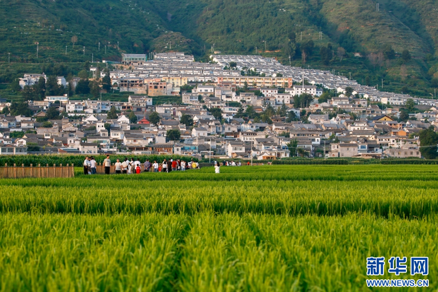 云南会泽白雾村：初秋田园如画