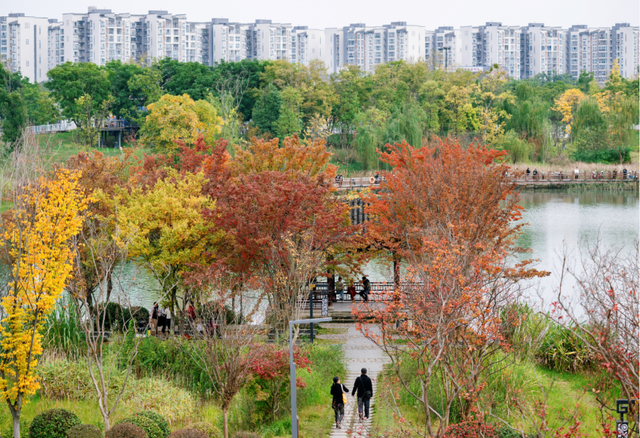 绝美！成都红枫进入最佳观赏期！线路来啦