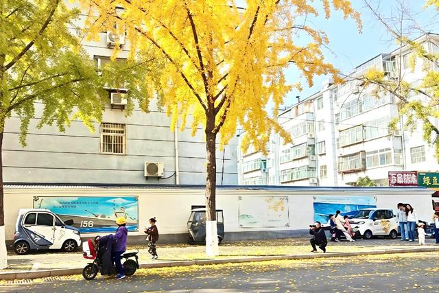 秋日“落叶缓扫”藏诗意，淄博人的周末很美妙