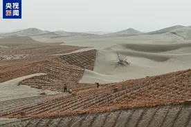 沙漠“锁边之绿”更织密 2025年阿尔金荒漠生态保护项目启动图片